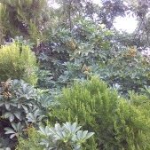Dense green foliage with various plant species.