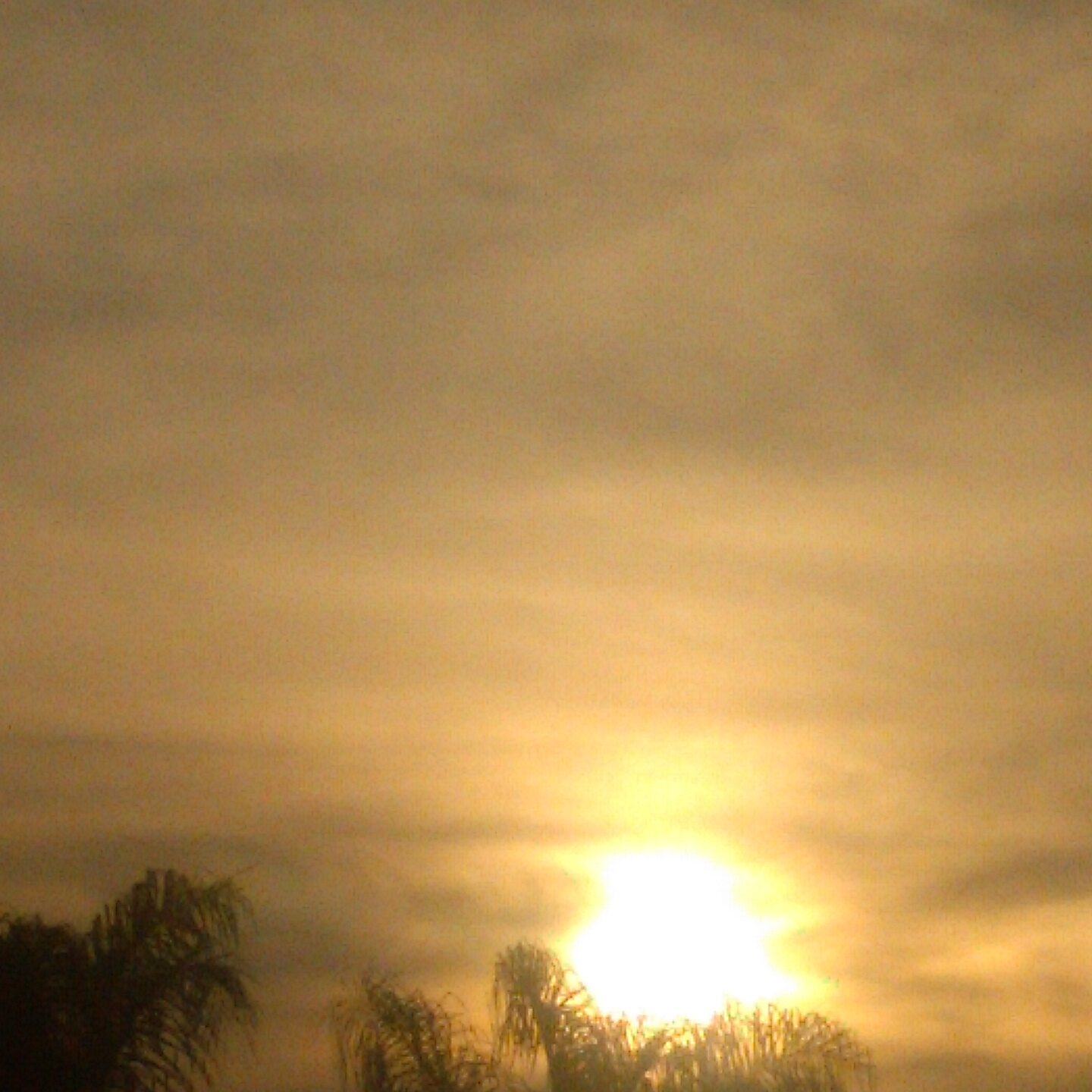 Sunset with silhouetted trees and cloudy sky.
