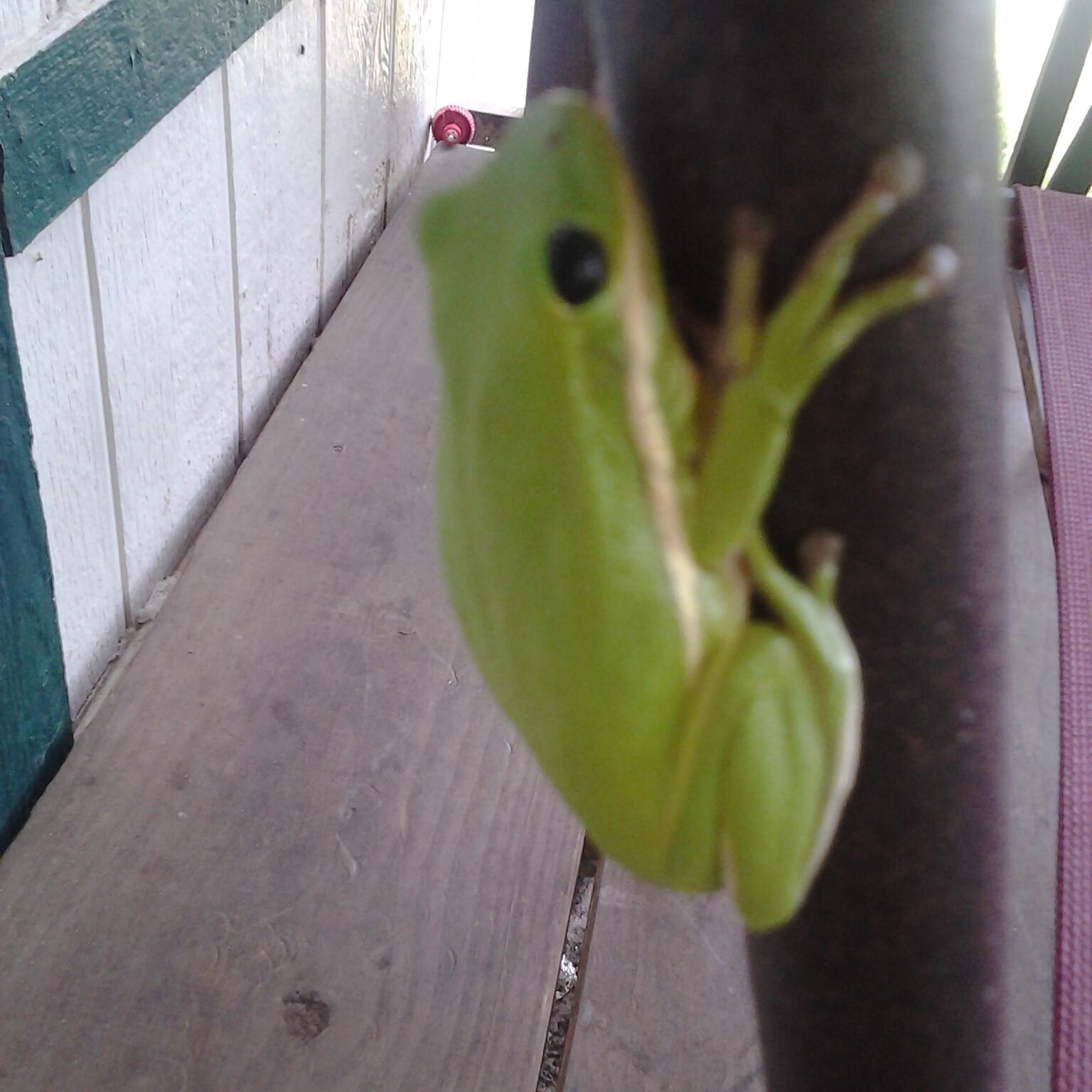 Green frog clinging to a vertical pole.