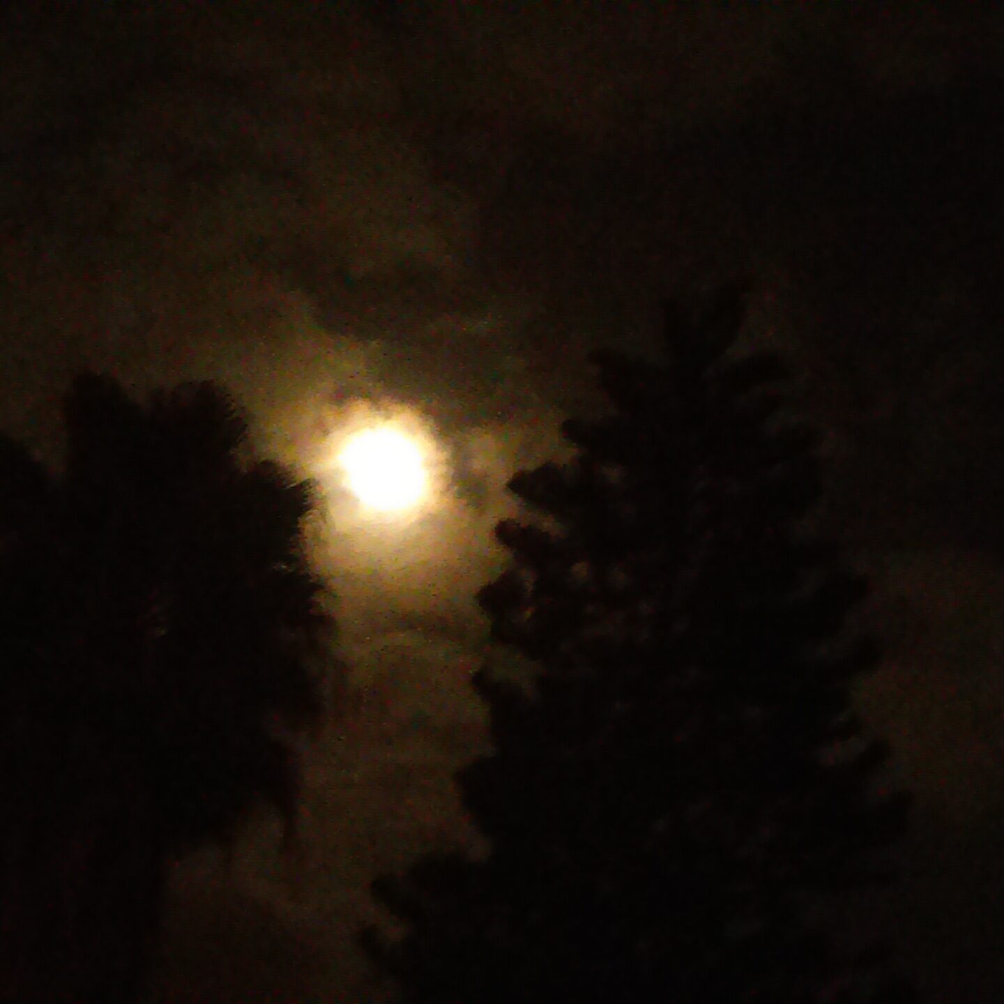 Moonlit night with silhouetted trees.