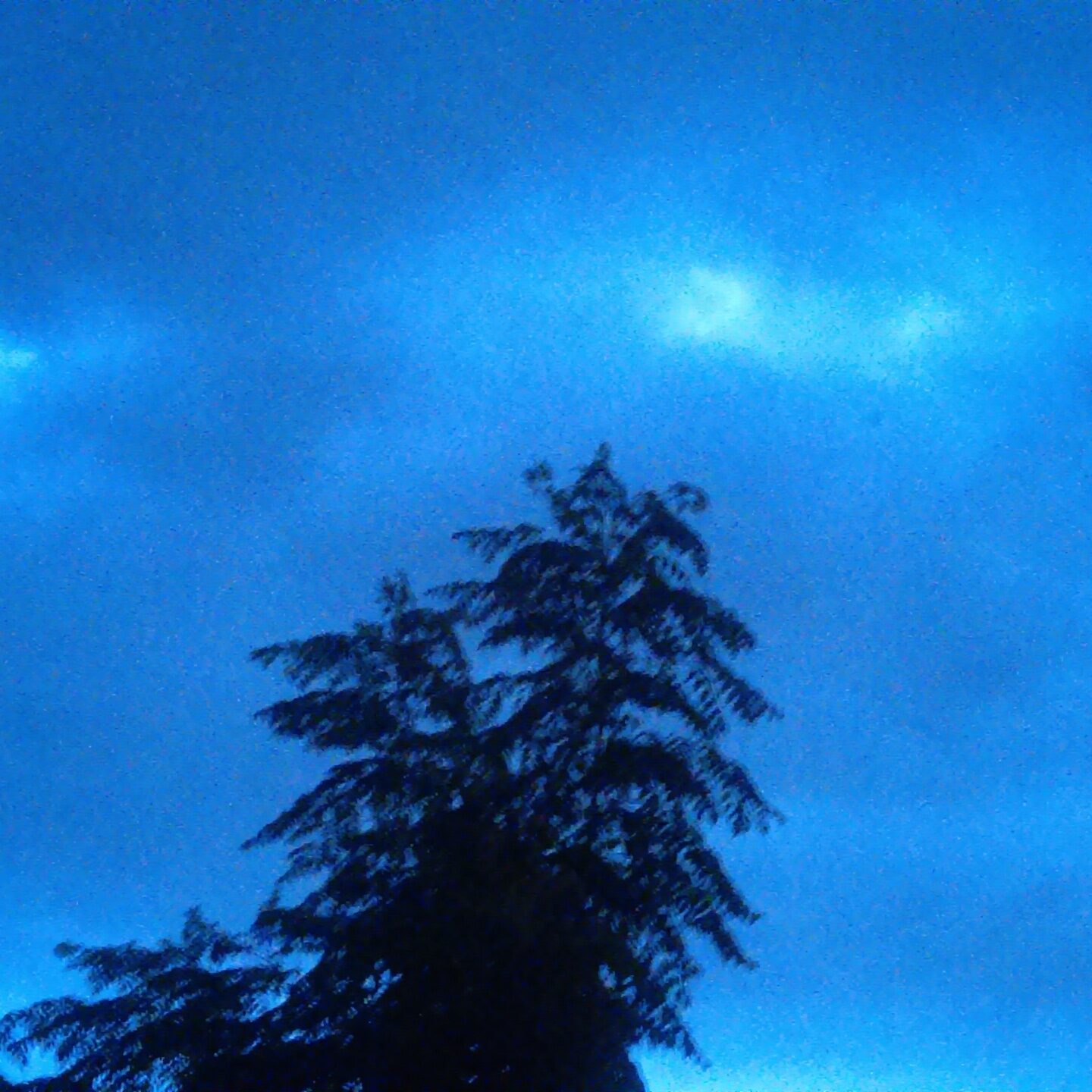 Silhouetted tree against a cloudy blue sky.