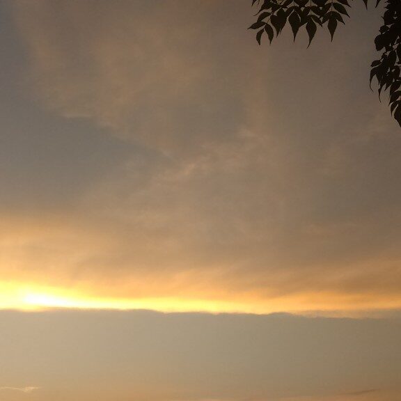 Sunset sky with silhouetted tree branches.