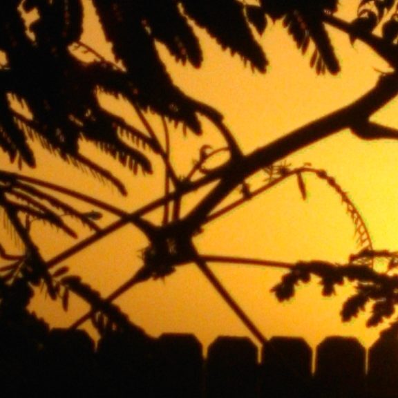 Silhouette of branches against orange sunset.