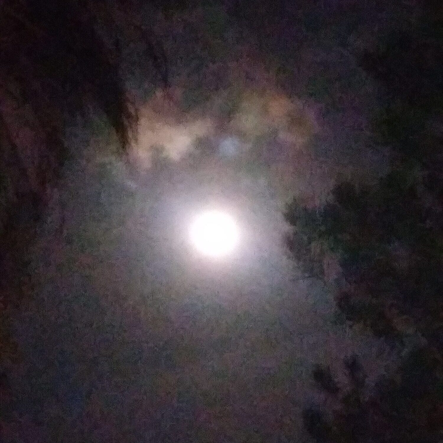 Full moon surrounded by clouds and trees.