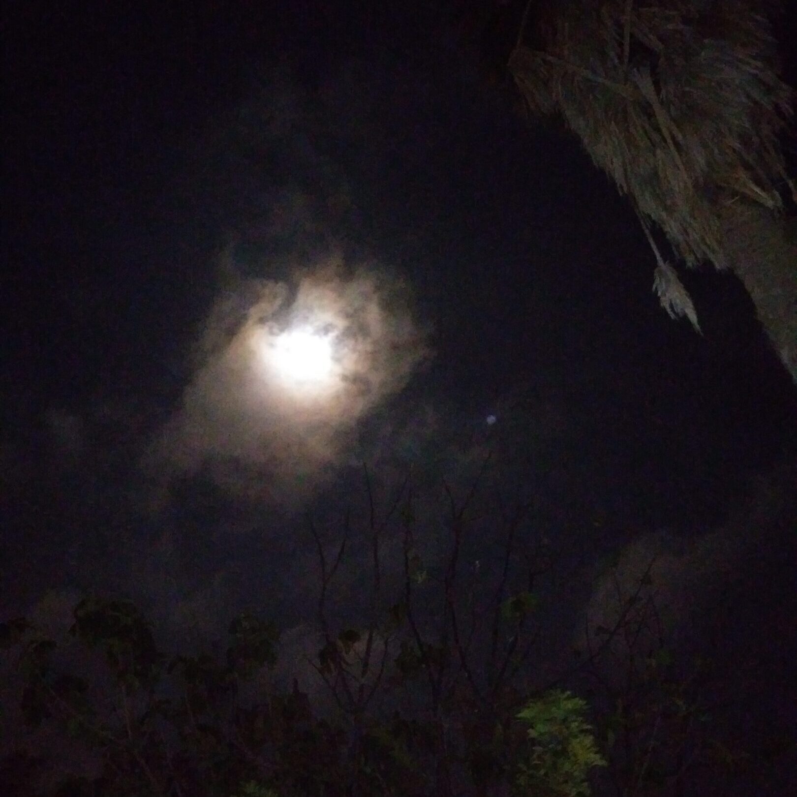 Moonlit night sky with silhouetted trees.