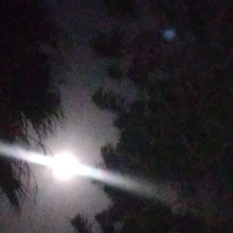 Bright moon shining through silhouetted trees.