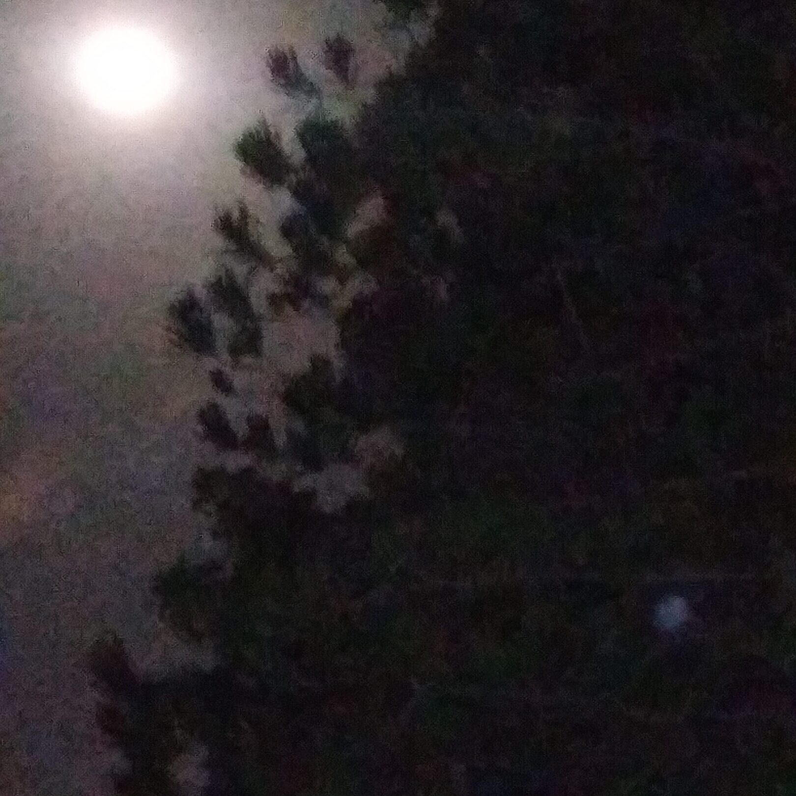 Moon shining through tree branches at night.