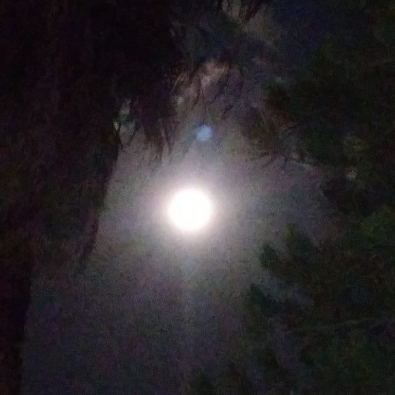 Bright moon shining through silhouetted trees.