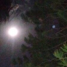 Full moon shining through tree branches.