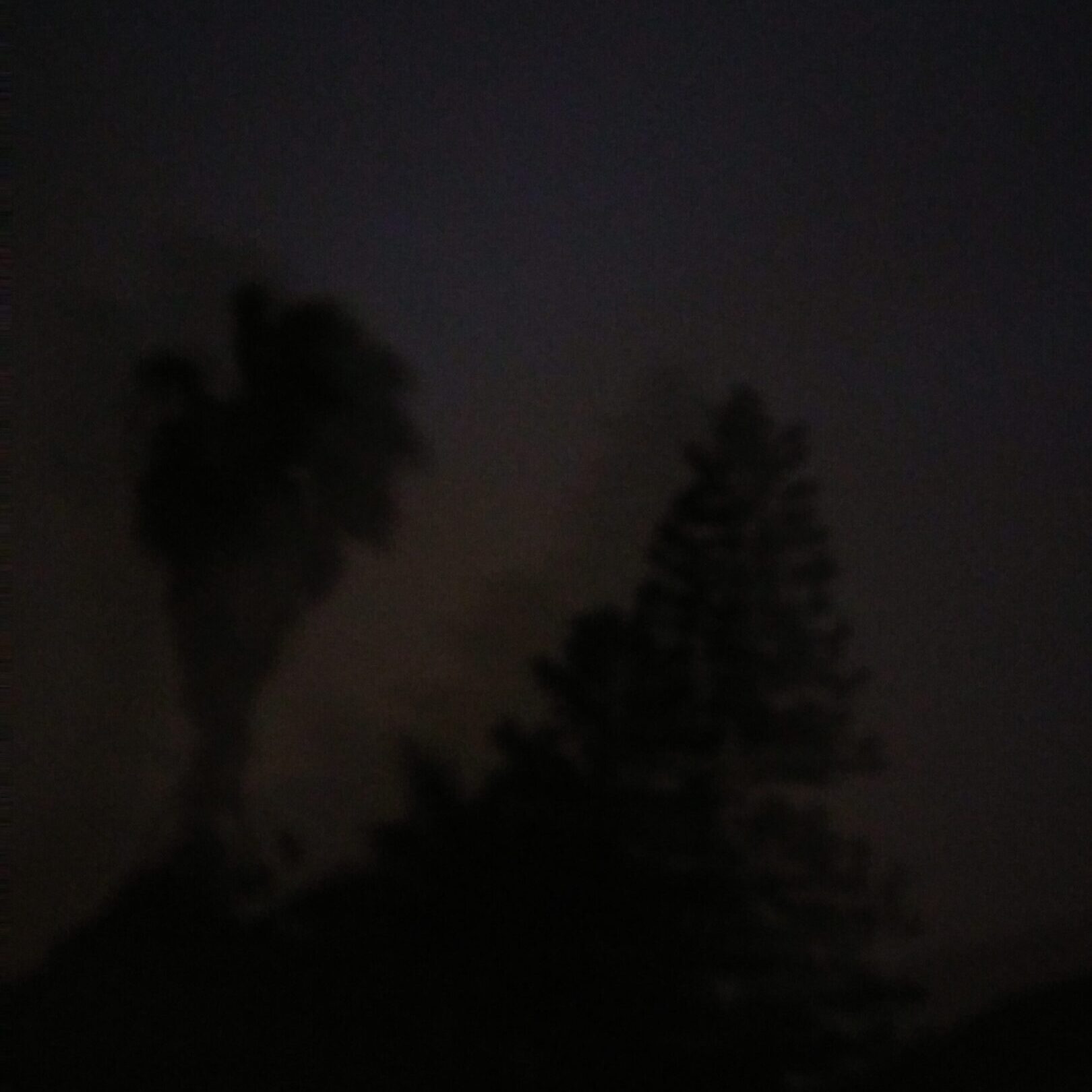 Silhouettes of trees against a dark sky.