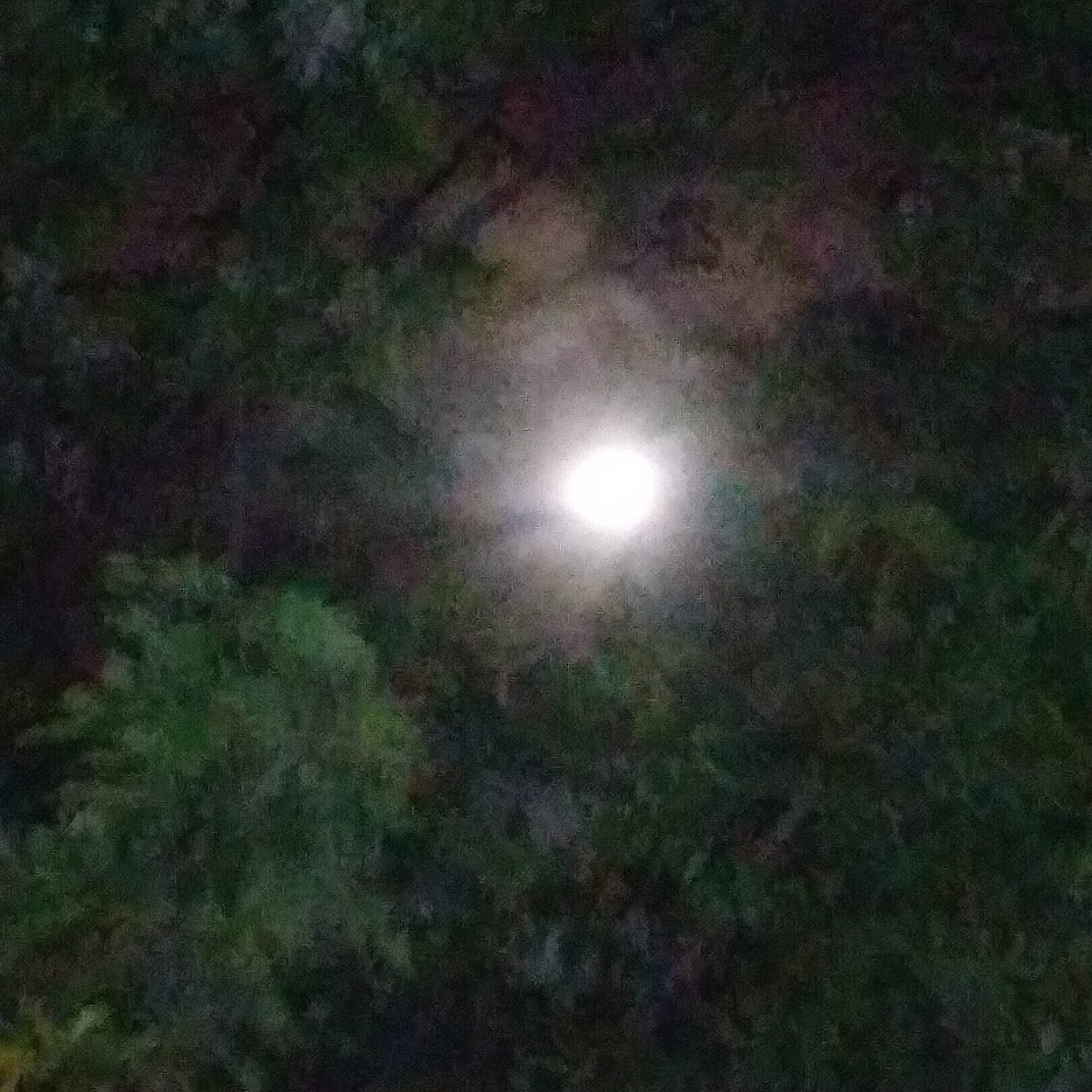 Bright moon shining through dark, leafy trees.