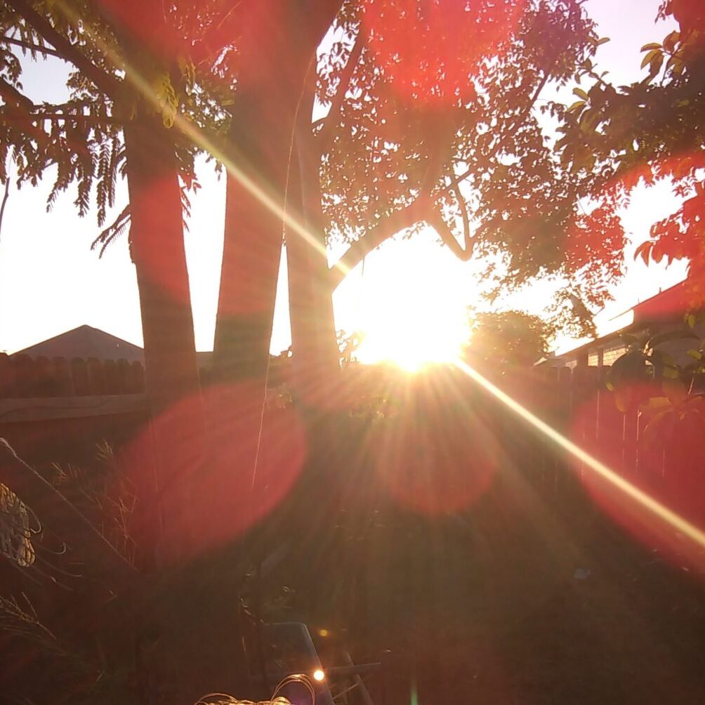 Sunlight streaming through trees at sunset.