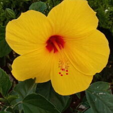 Yellow hibiscus flower with red center.