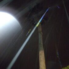 Tall palm tree lit by streetlight.