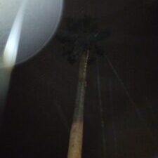 Tall palm tree against dark night sky.
