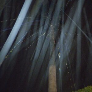 Abstract light streaks in a dark background.
