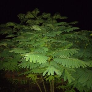 Green leafy plant at night.