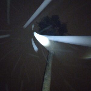 Flashlight beam illuminating a palm tree night.