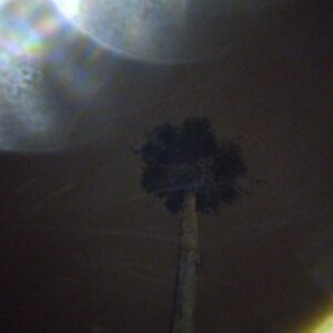 Palm tree under a night sky.