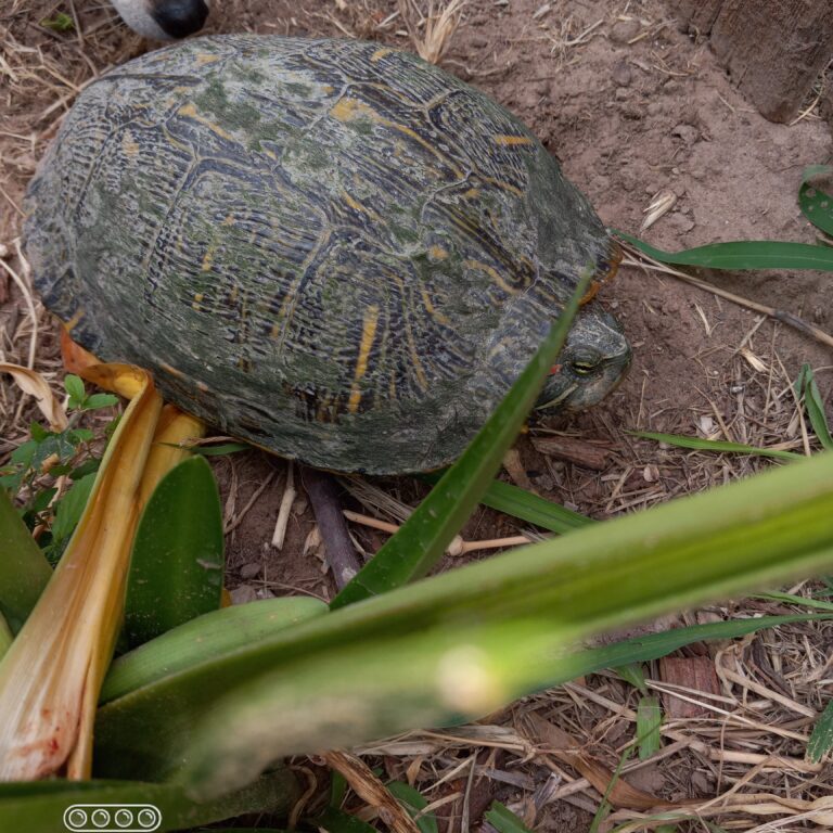 Dog and turtle in a garden.