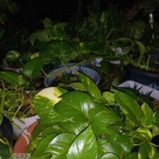 Potted green plants in dim lighting.