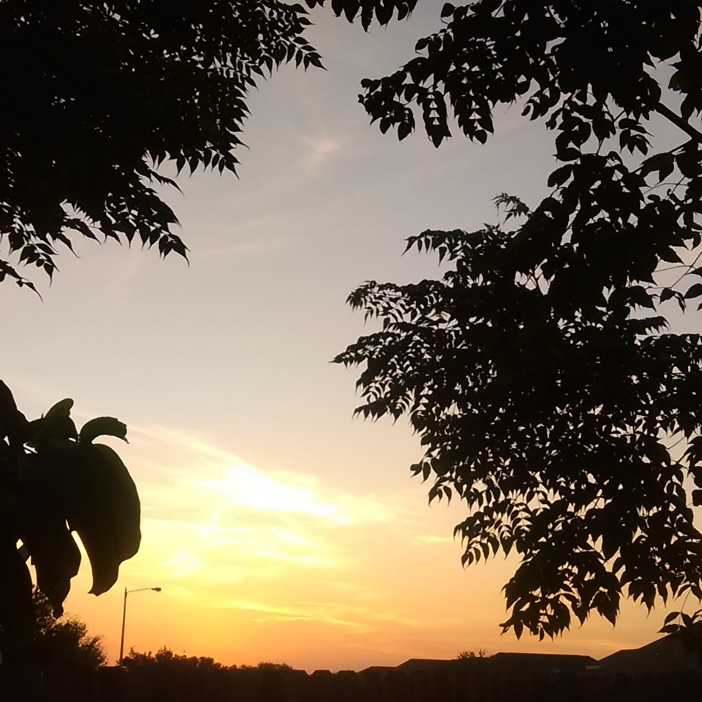 Silhouetted trees against a sunset sky.