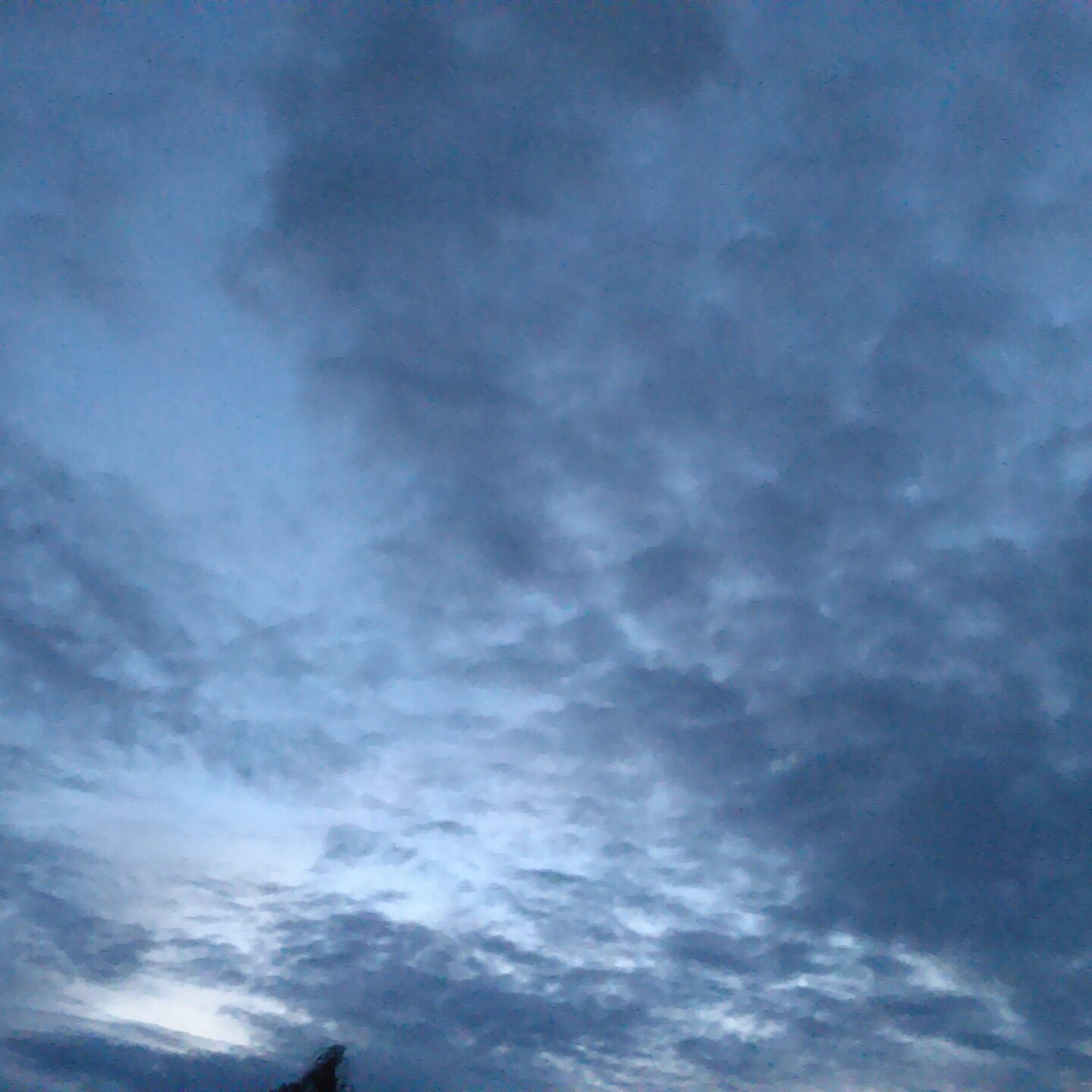 Cloudy sky during early evening with trees.