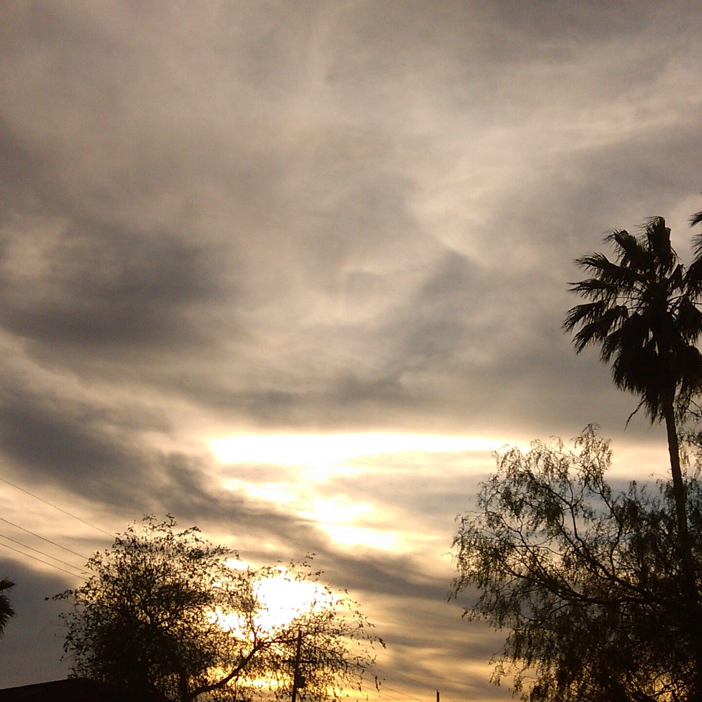 Silhouetted palm trees against cloudy sunset sky.