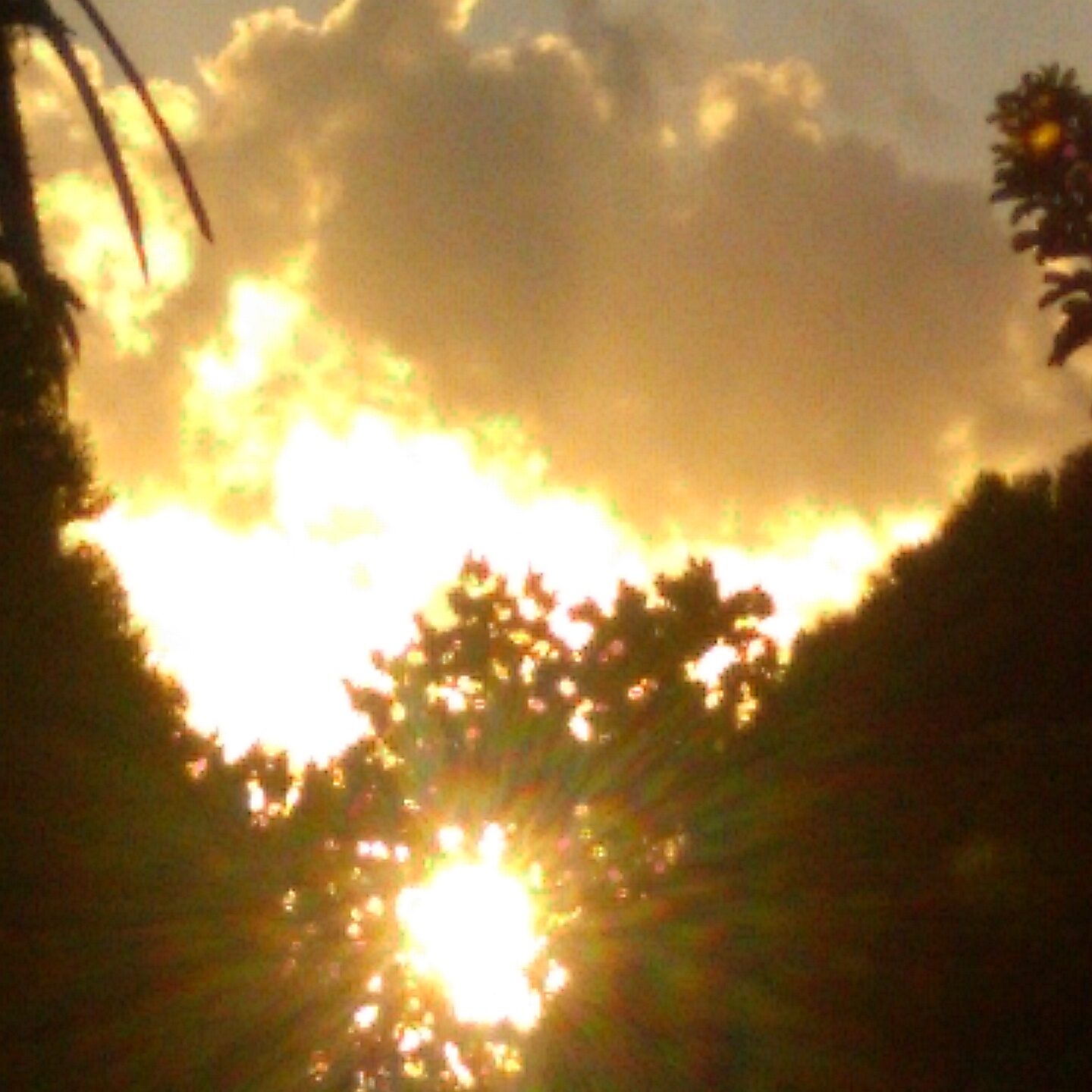 Sunset through trees with glowing clouds.