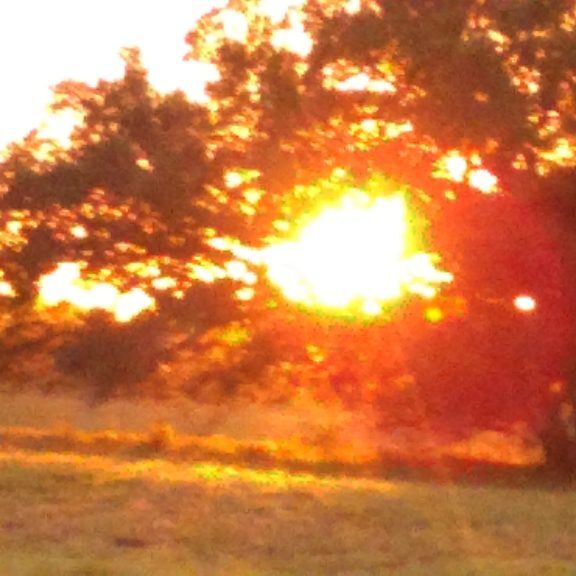 Sunset through trees in a grassy field.