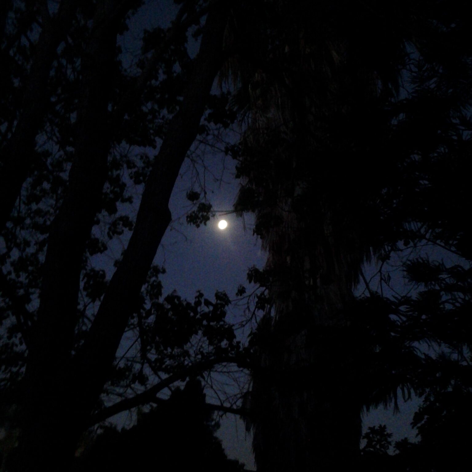 Moon shining through dark silhouette of trees.