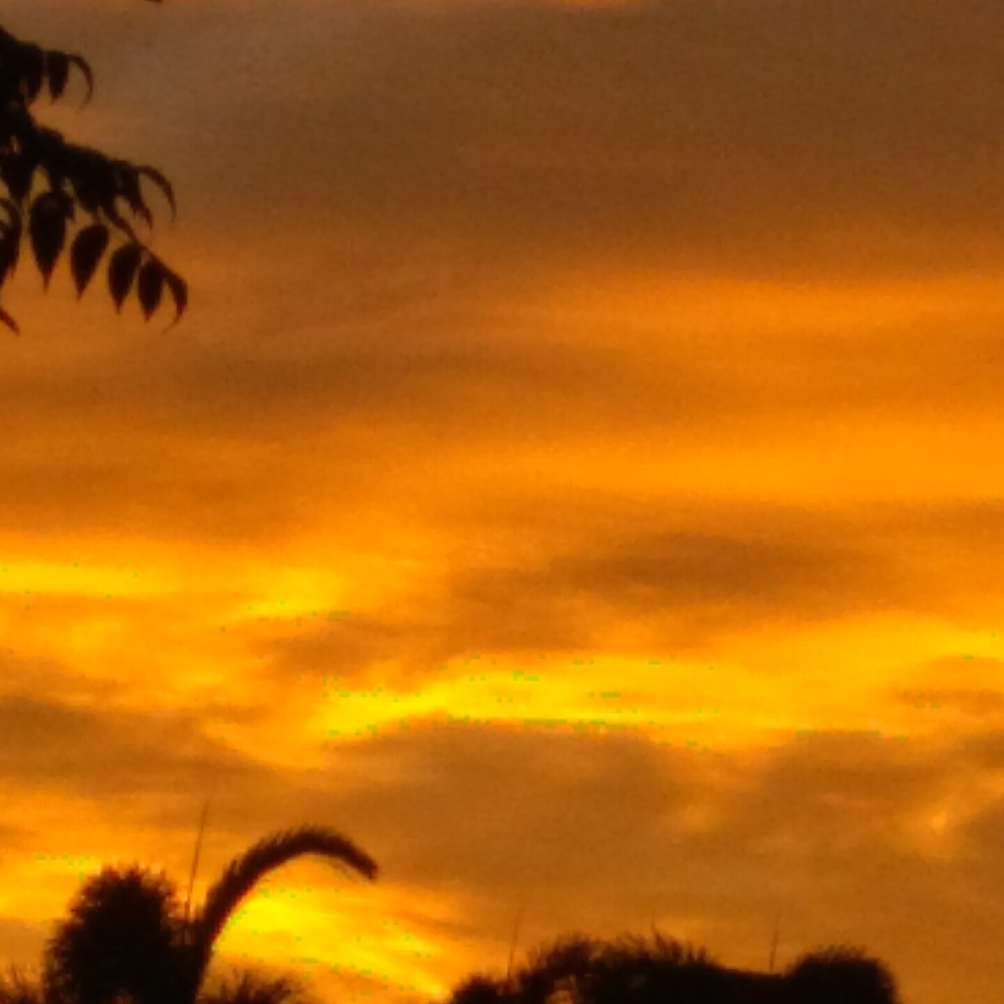 Golden sunset with tree silhouettes in foreground.