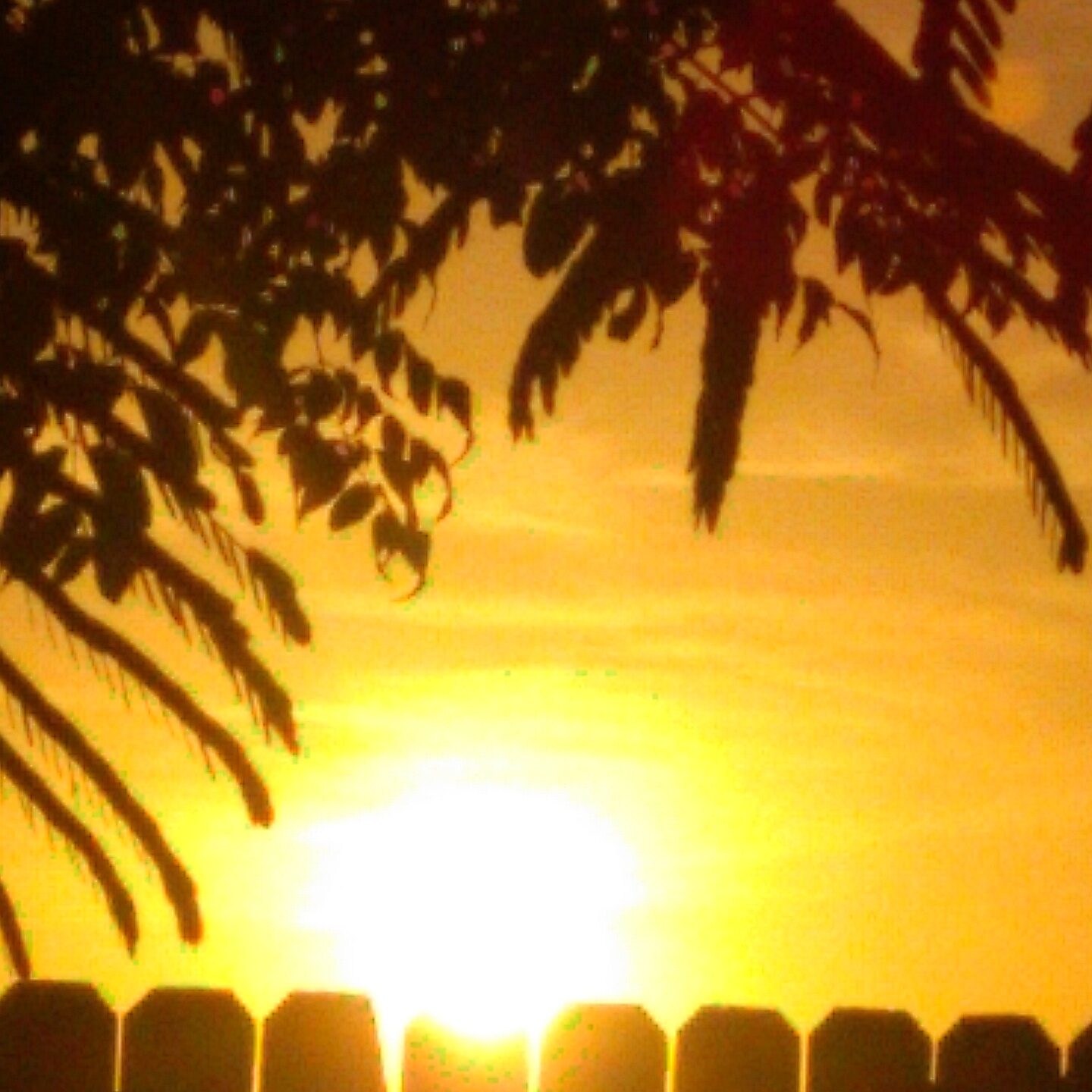 Sunset over fence with silhouetted leaves.