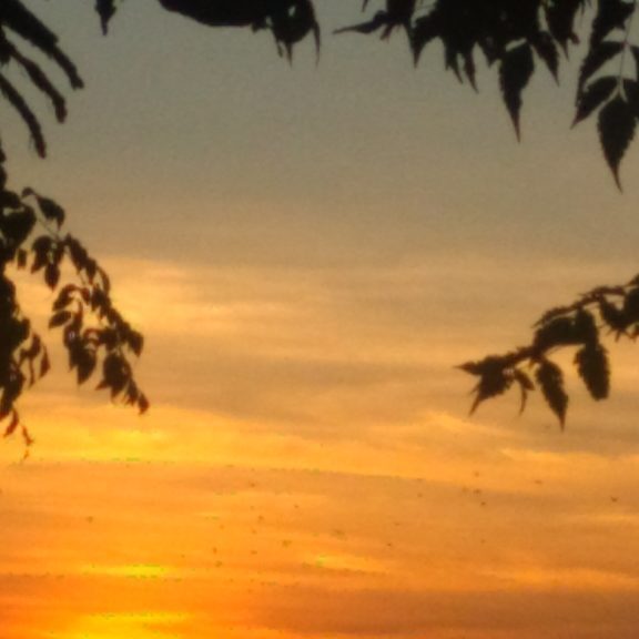 Sunset with silhouetted leaves and sky.
