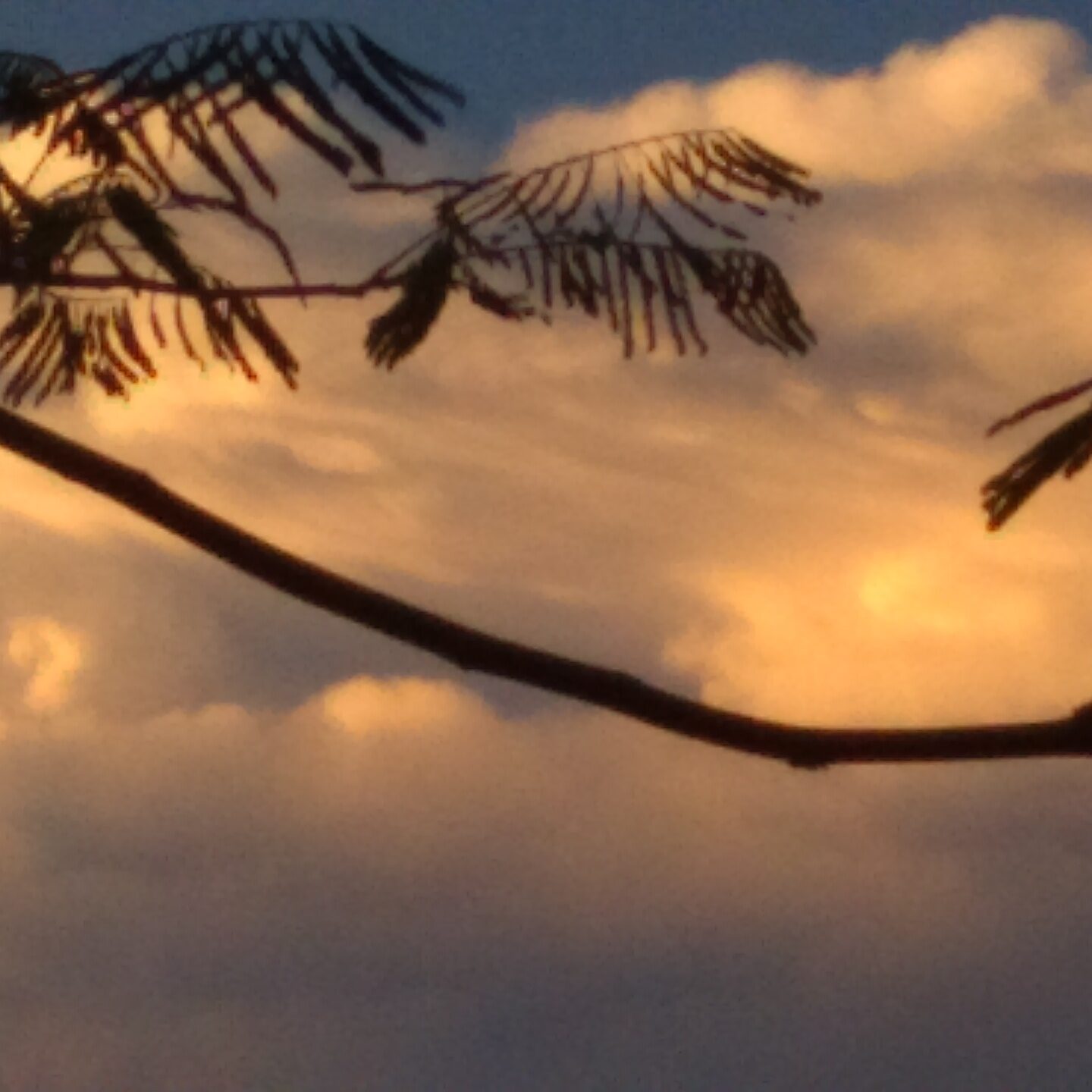 Silhouetted branches against colorful cloudy sky.