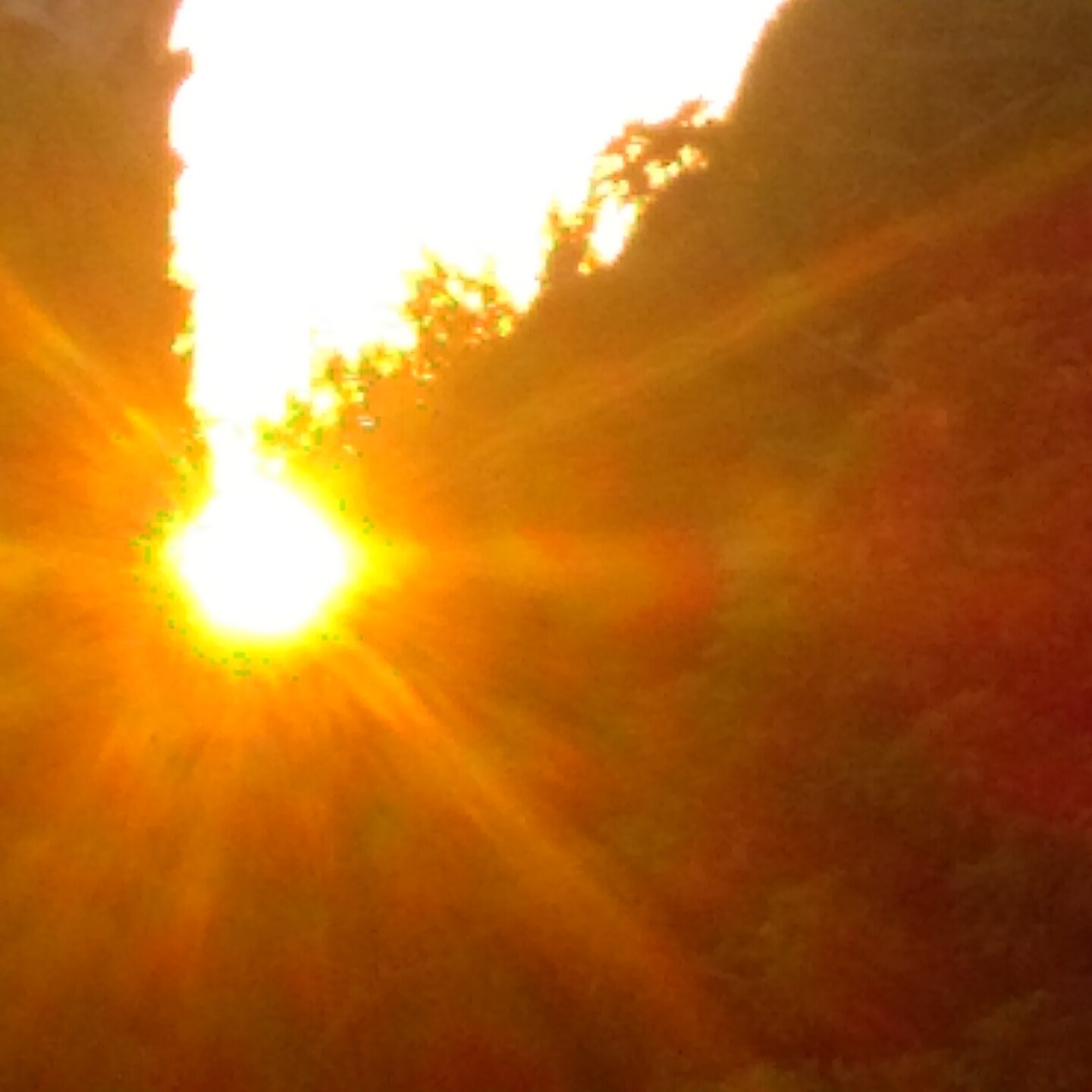 Bright sun shining through forest trees.