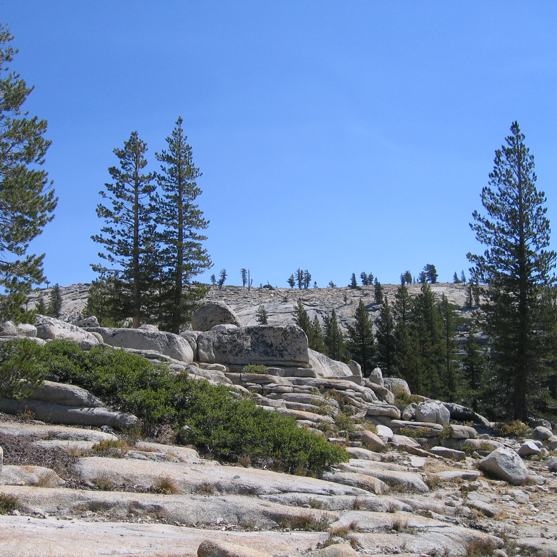 Rocky landscape with scattered pine trees.
