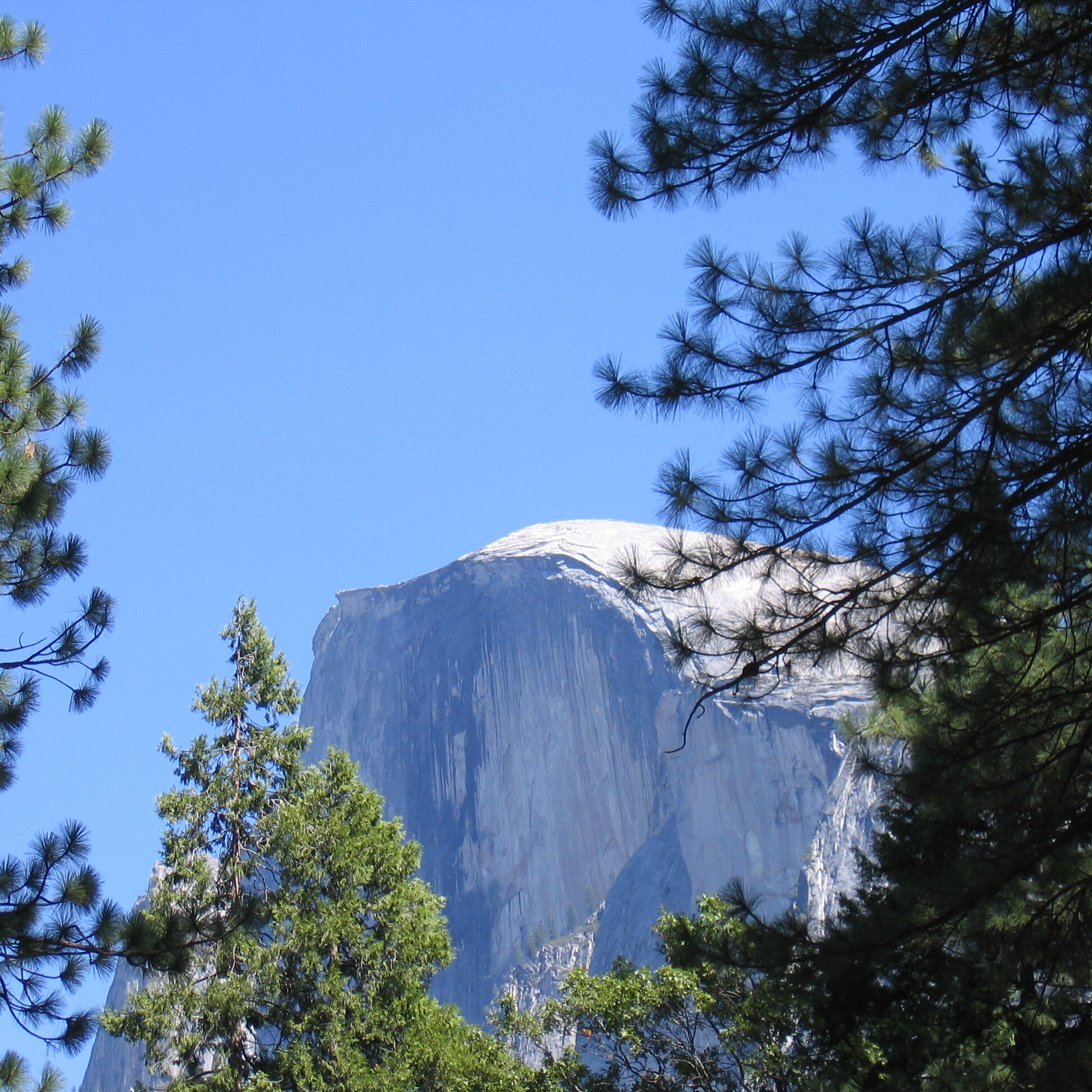 Half Dome framed by pine trees.