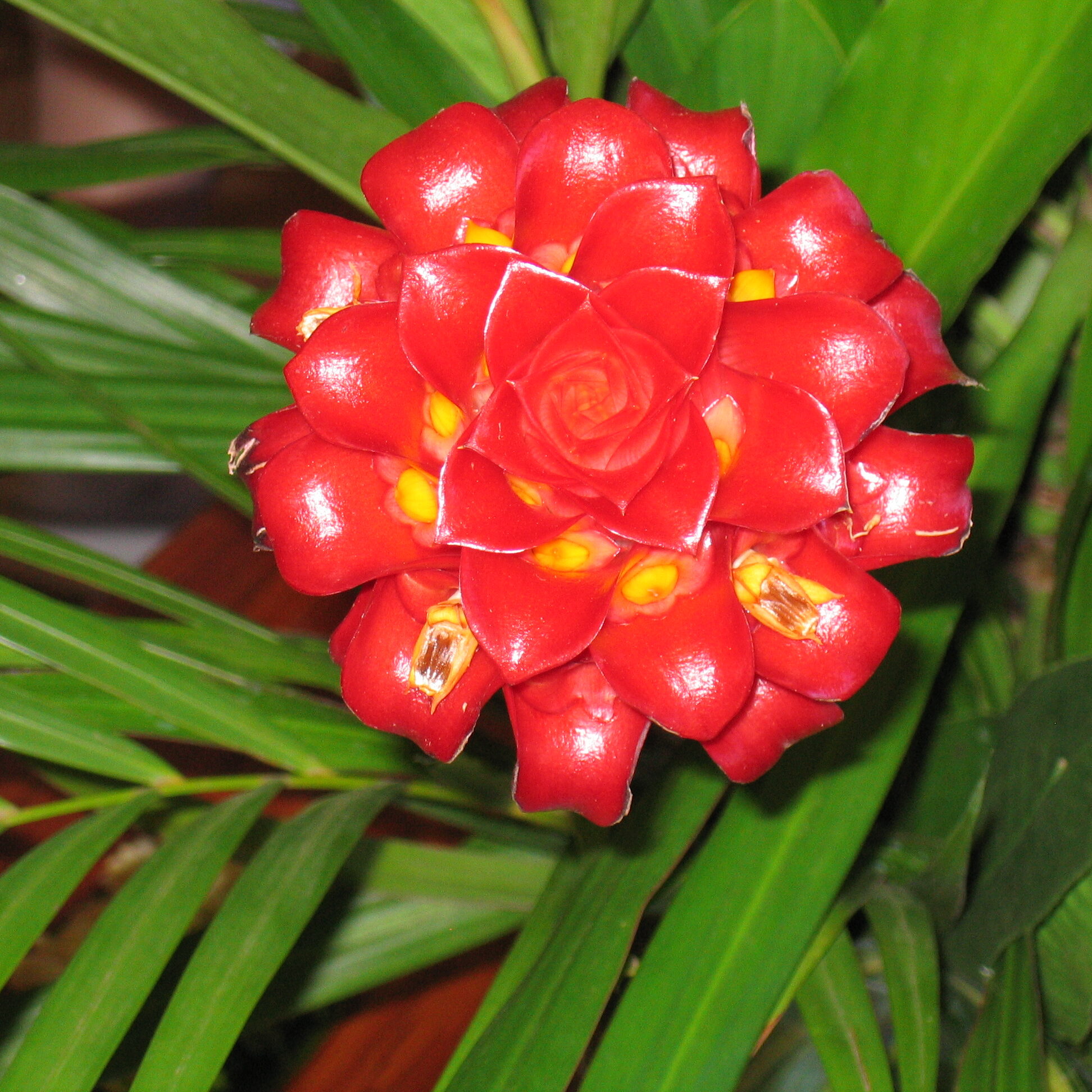 Red tropical flower with green leaves.