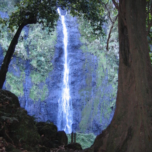 Waterfall framed by trees in a forest.