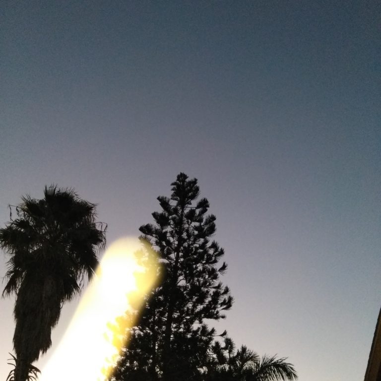 Silhouetted trees against a twilight sky.