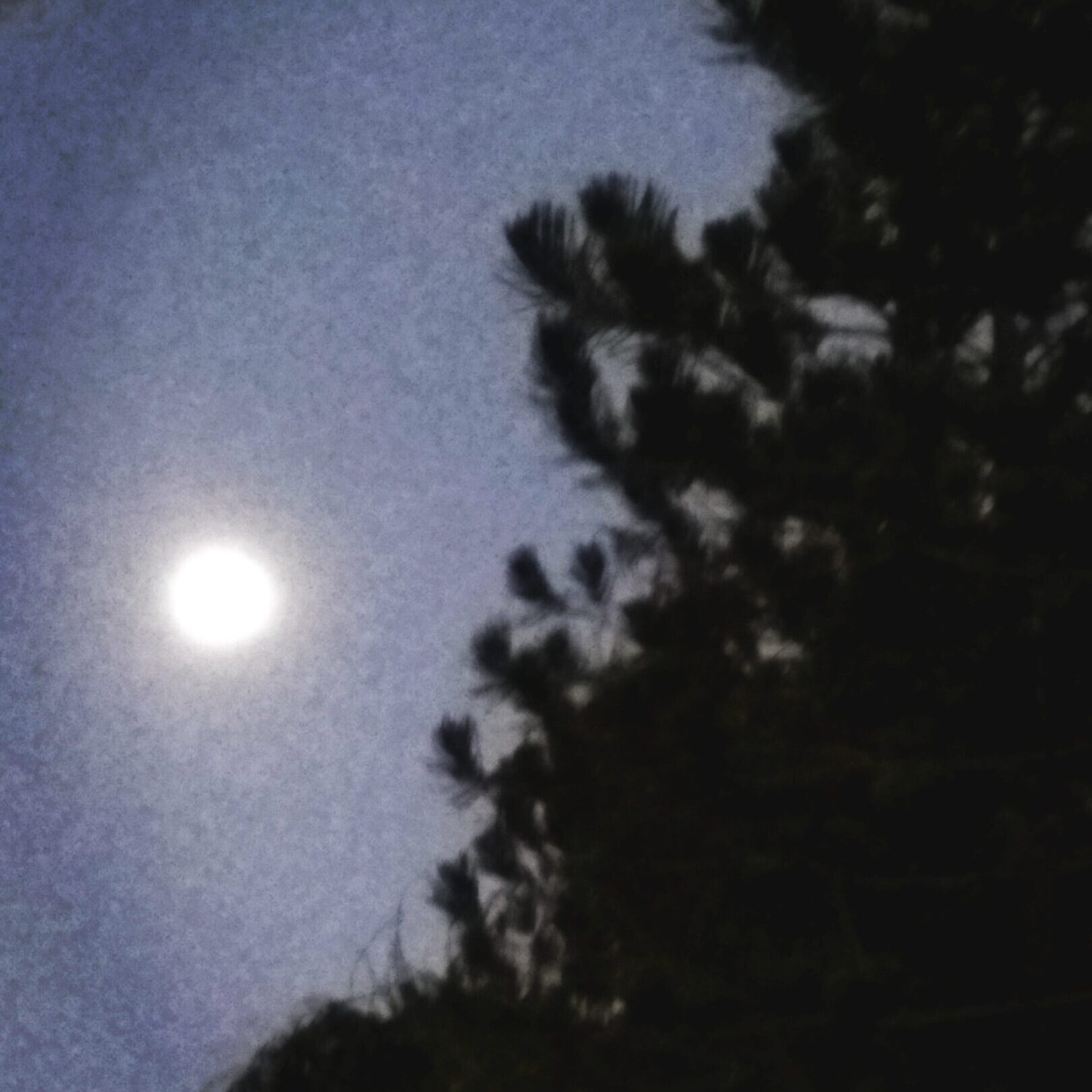 Full moon beside silhouetted tree at night.