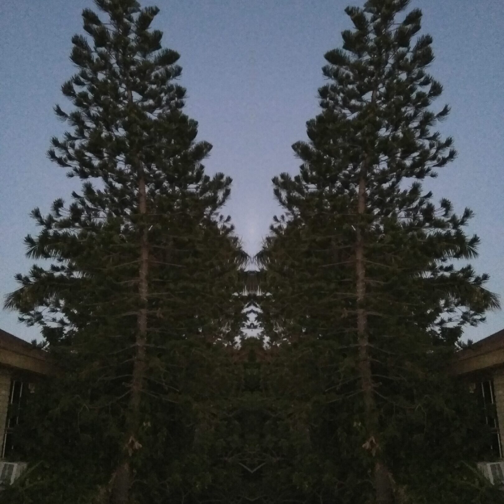 Symmetrical tall trees against evening sky.