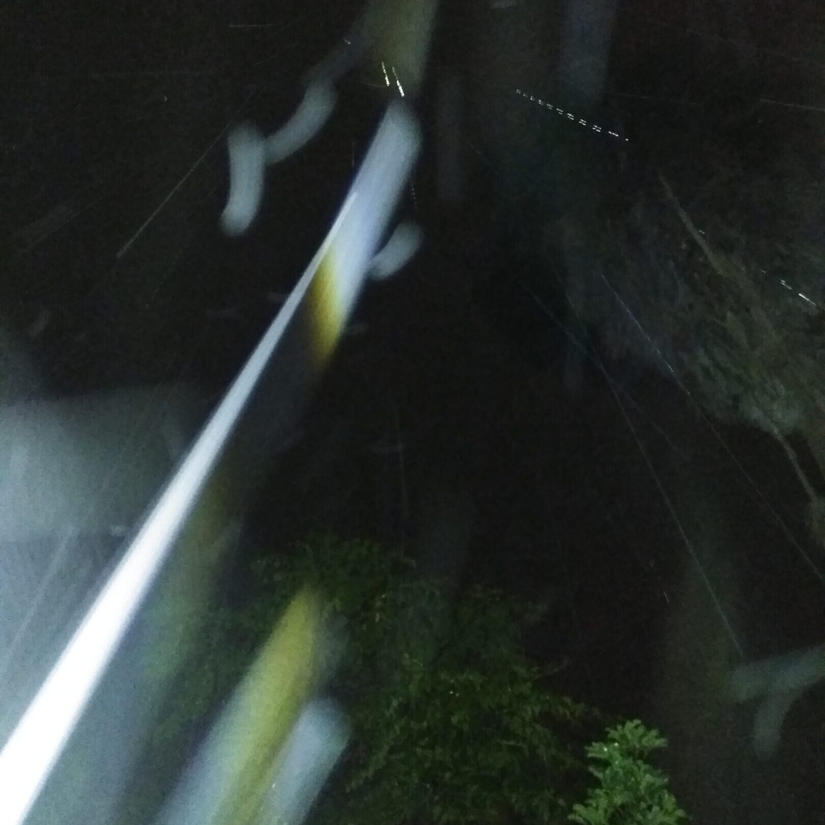 Nighttime image with streaks and foliage.