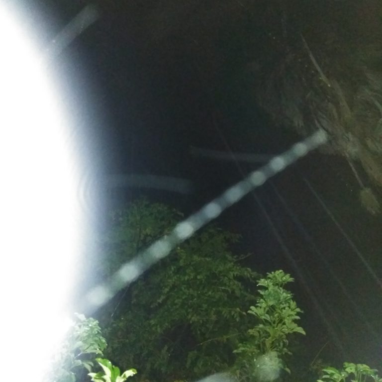 Nighttime garden with bright light streaks.