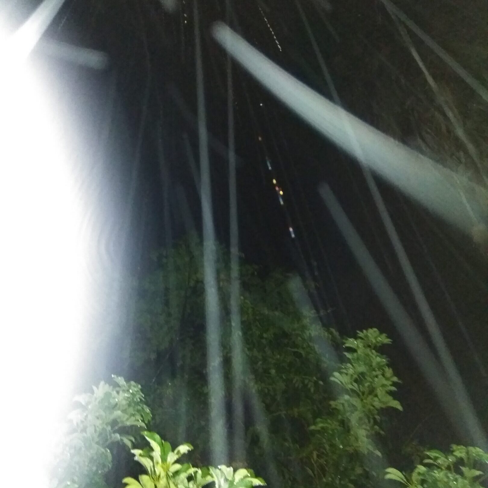 Nighttime light streaks over green plants.