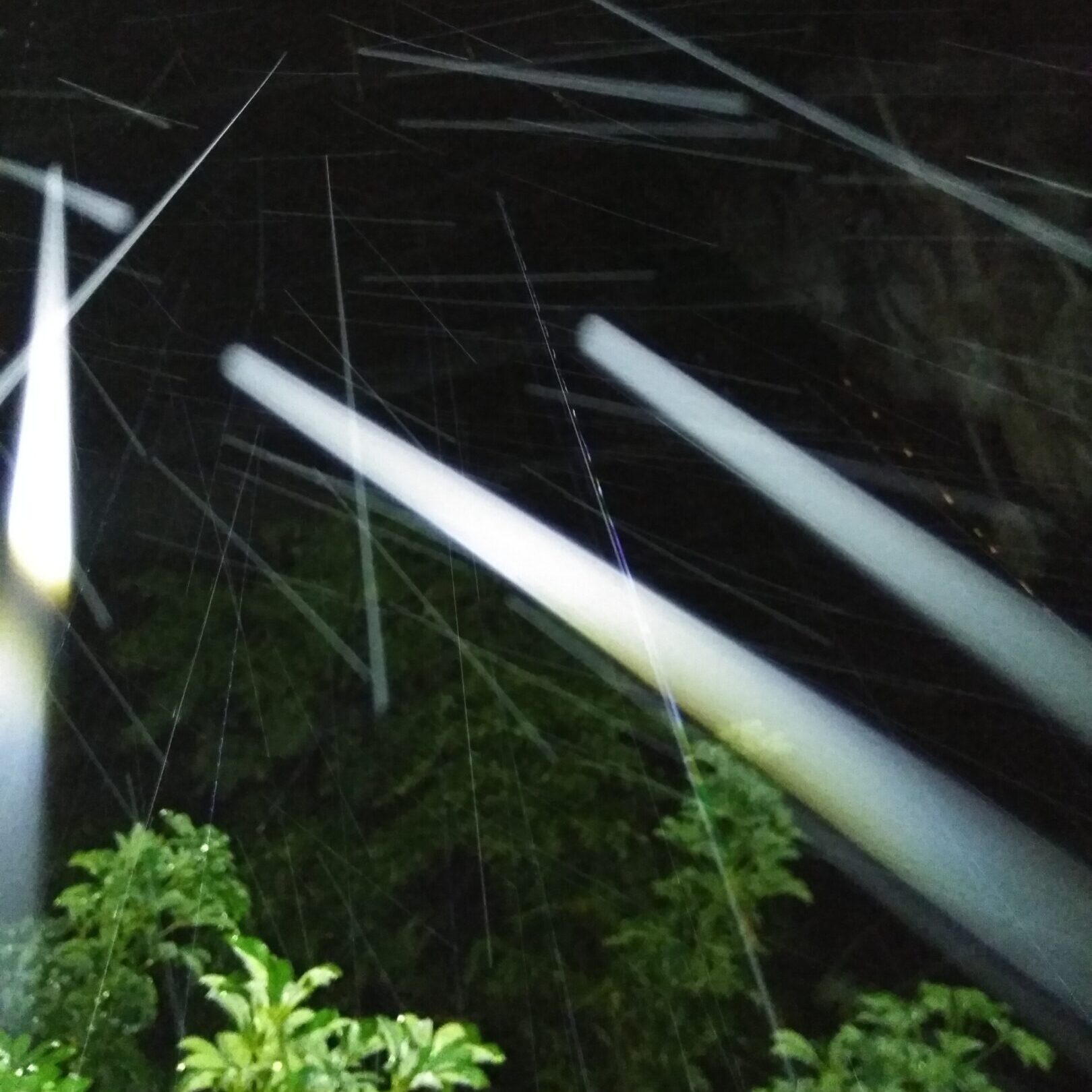 Light beams shining through night forest.