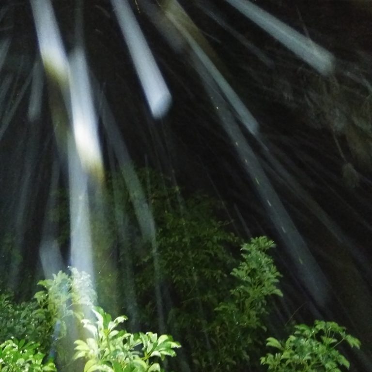 Rain streaks above illuminated green plants.