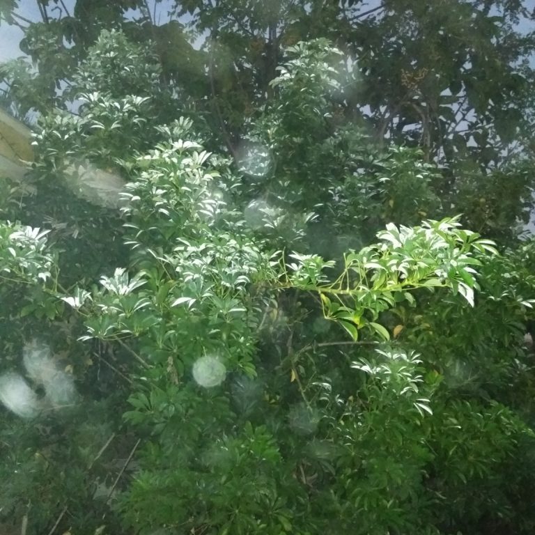 Lush green foliage under dim lighting.
