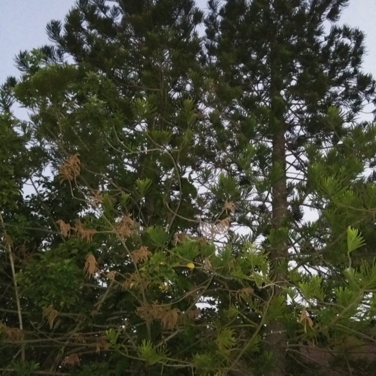 Tall pine trees against evening sky.